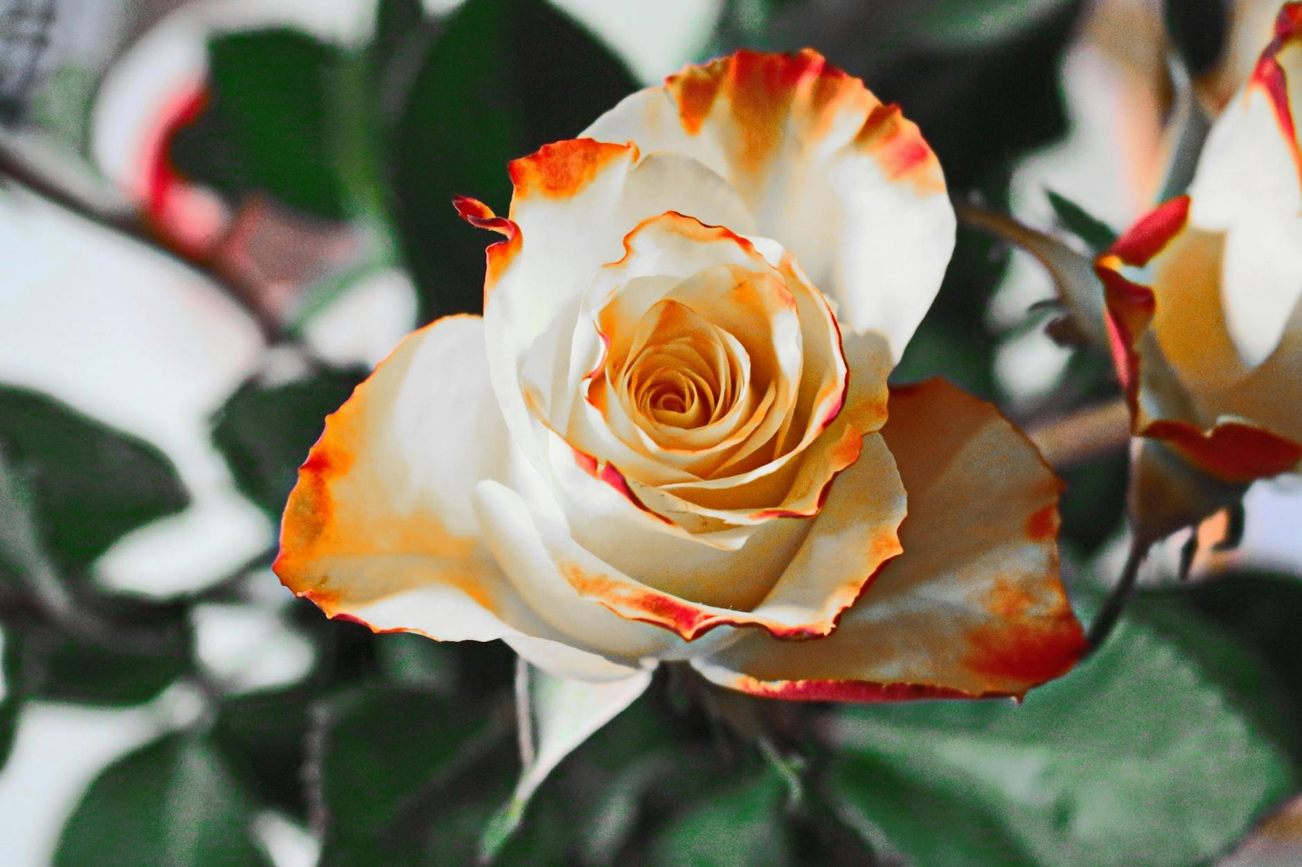 white and red flower shallow focus photography